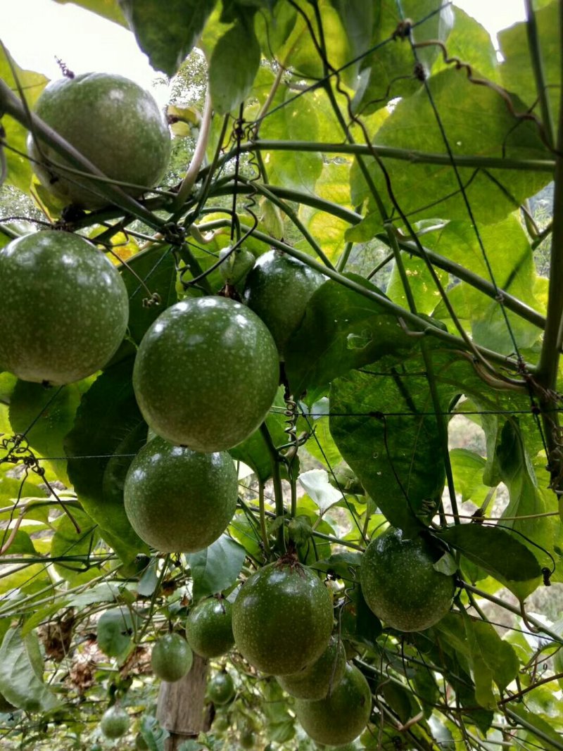 百香果苗