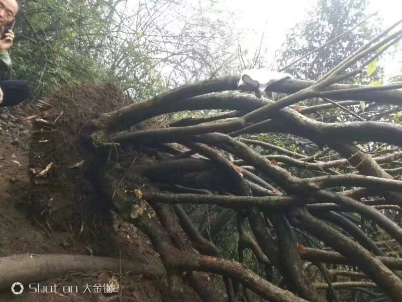 映山红