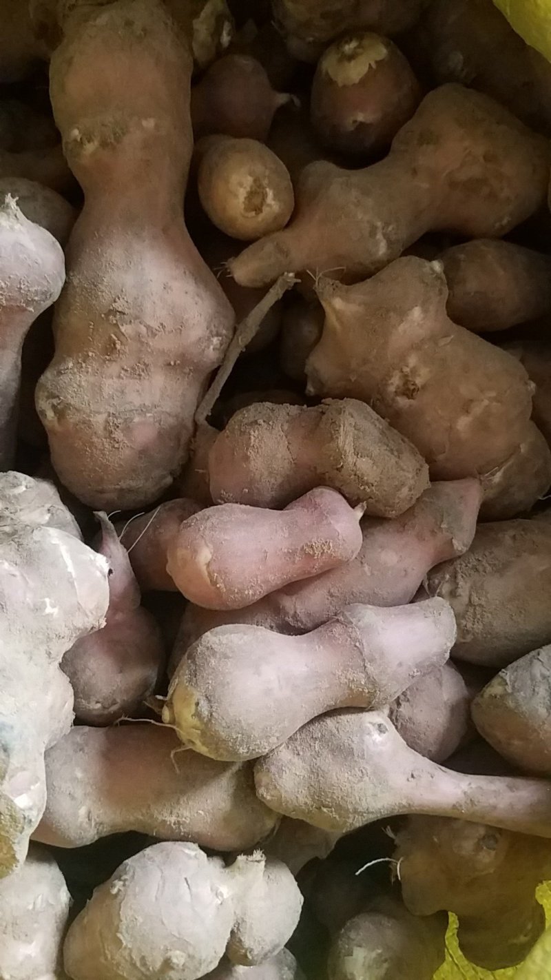 菊芋洋姜鬼子姜不辣陕北红果洋姜