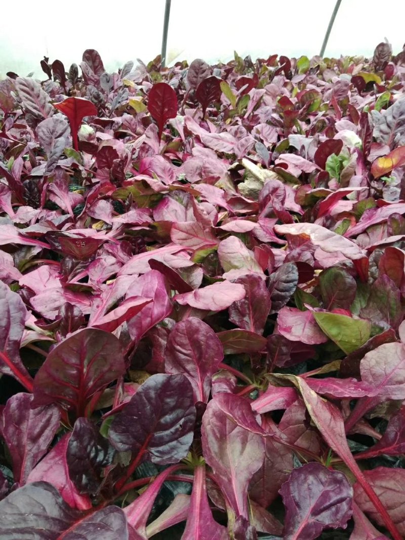 冬季草花，有需要的联系我