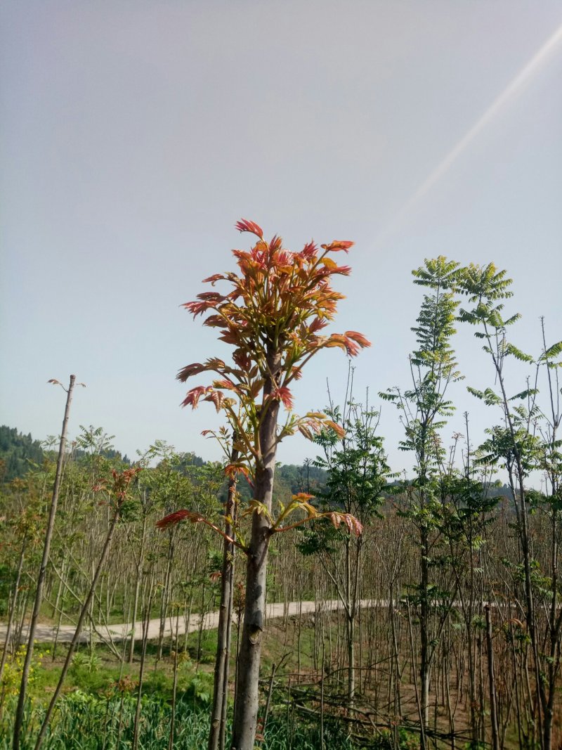 【优质】红油香椿树，易成活，好移栽，好的品种
