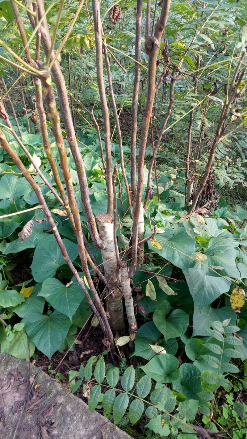 【优质】红油香椿树，易成活，好移栽，好的品种