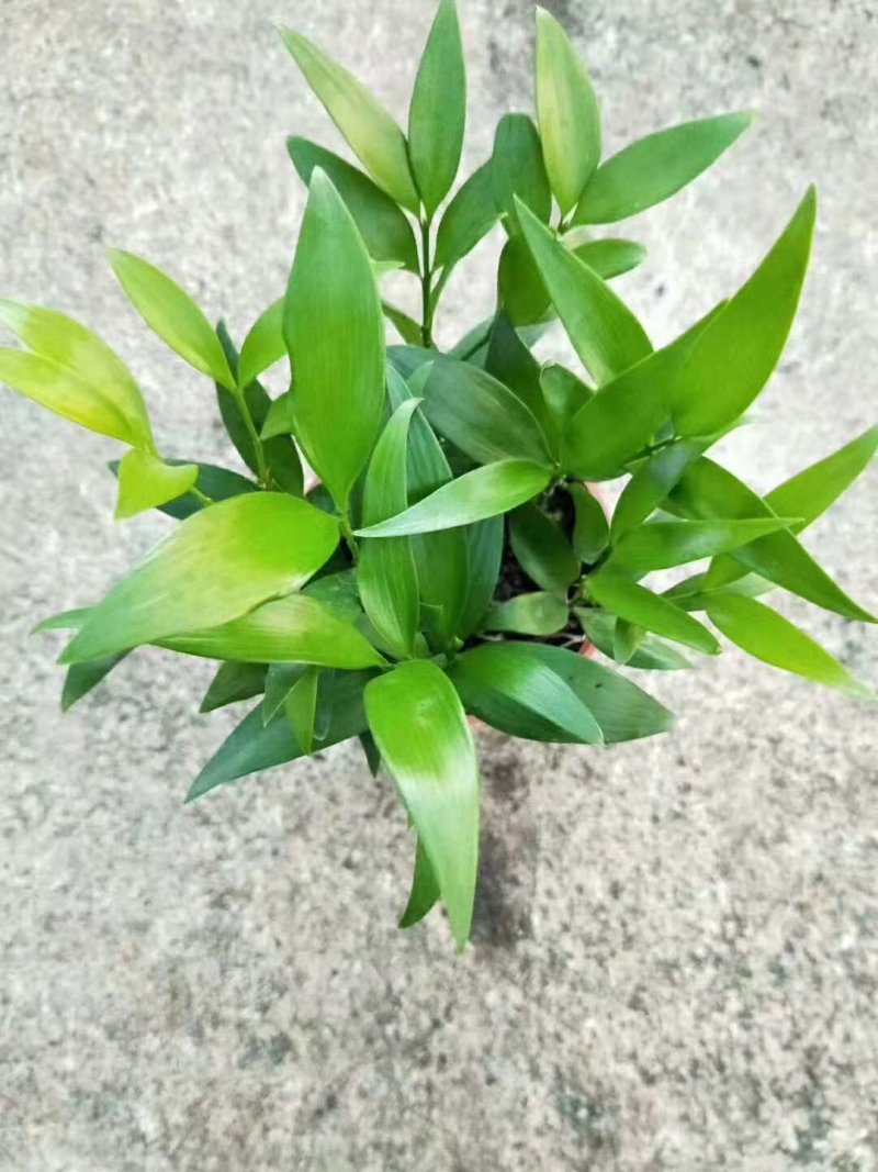 90#竹柏，量大再优惠