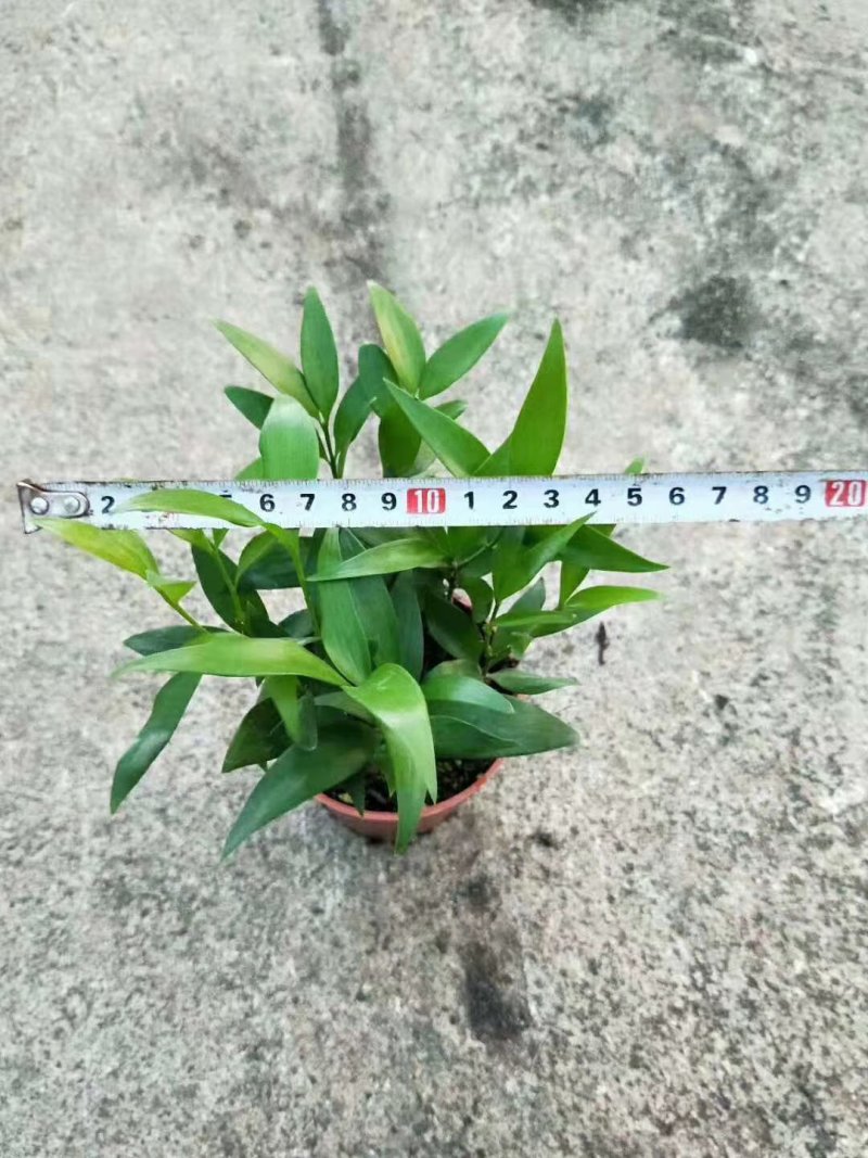 90#竹柏，量大再优惠
