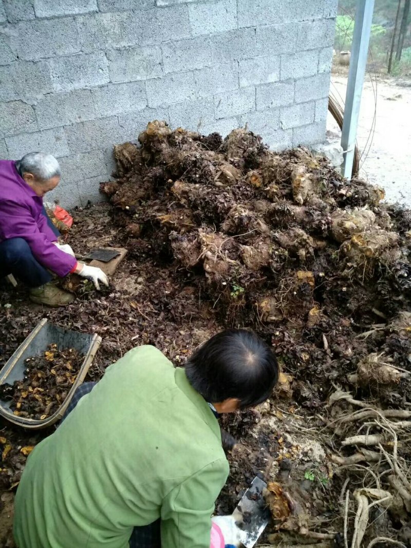 马蹄大黄