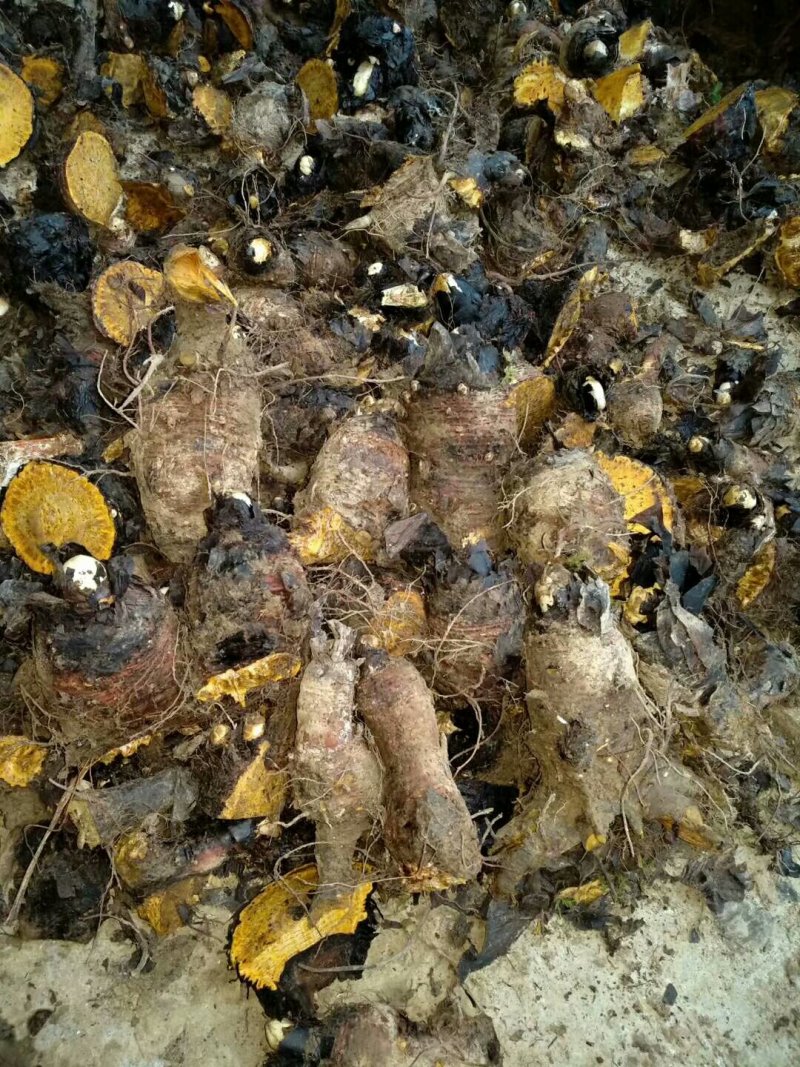 马蹄大黄
