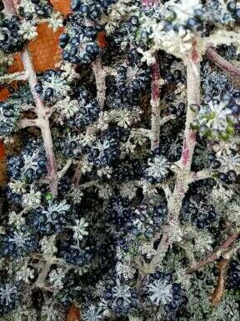 通草种子批发新鲜大通草种子通脱木种子通花杆子育苗技术