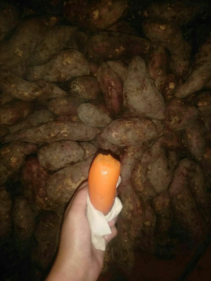 有机地瓜