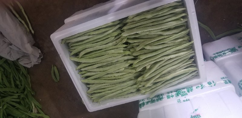 白花四季豆10~15cm