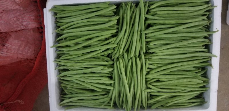 白花四季豆10~15cm
