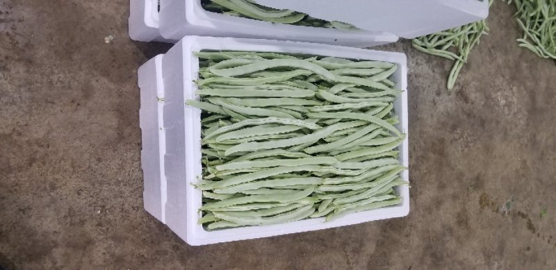 白花四季豆10~15cm