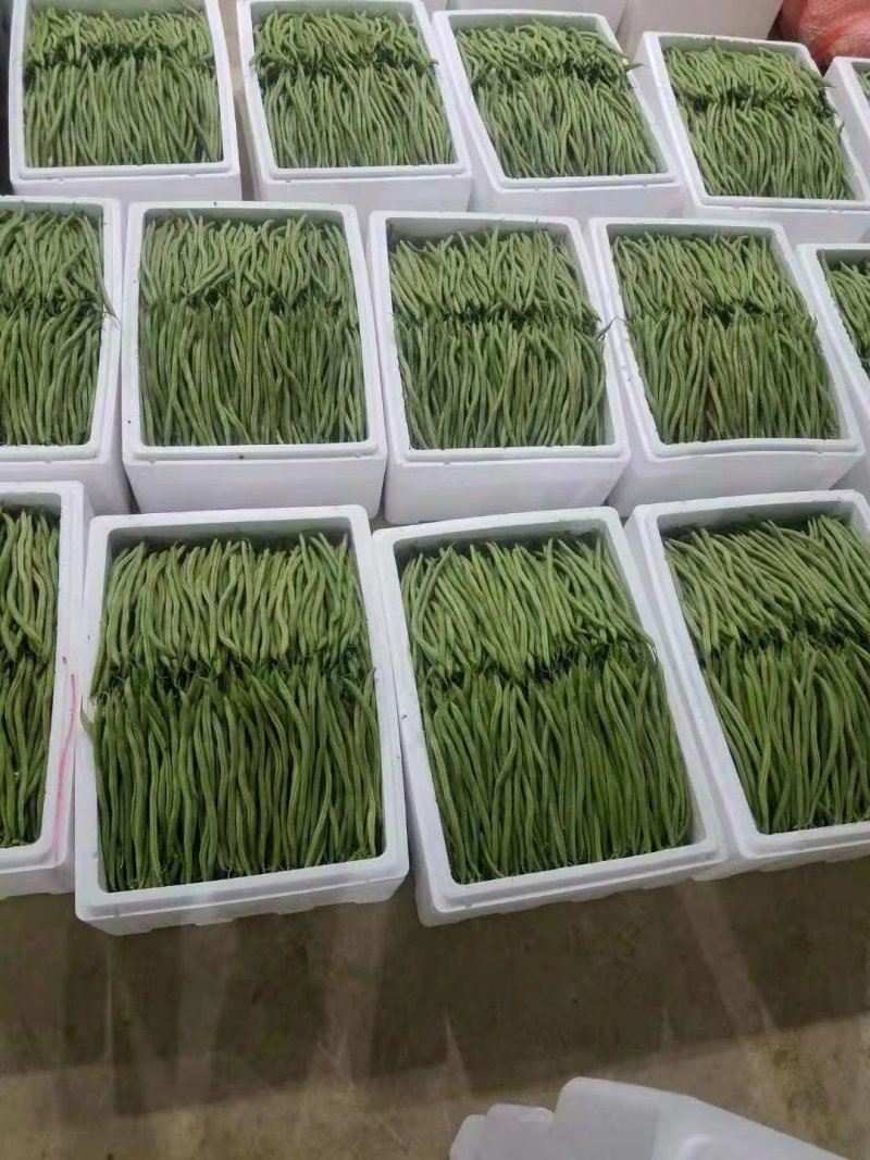 白花四季豆10~15cm