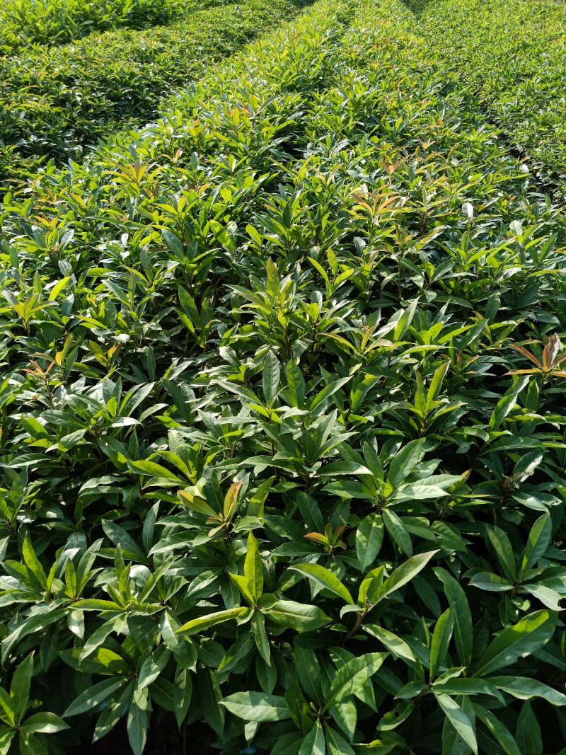 木荷，防火线木荷，荷木，大量供应各种造林苗