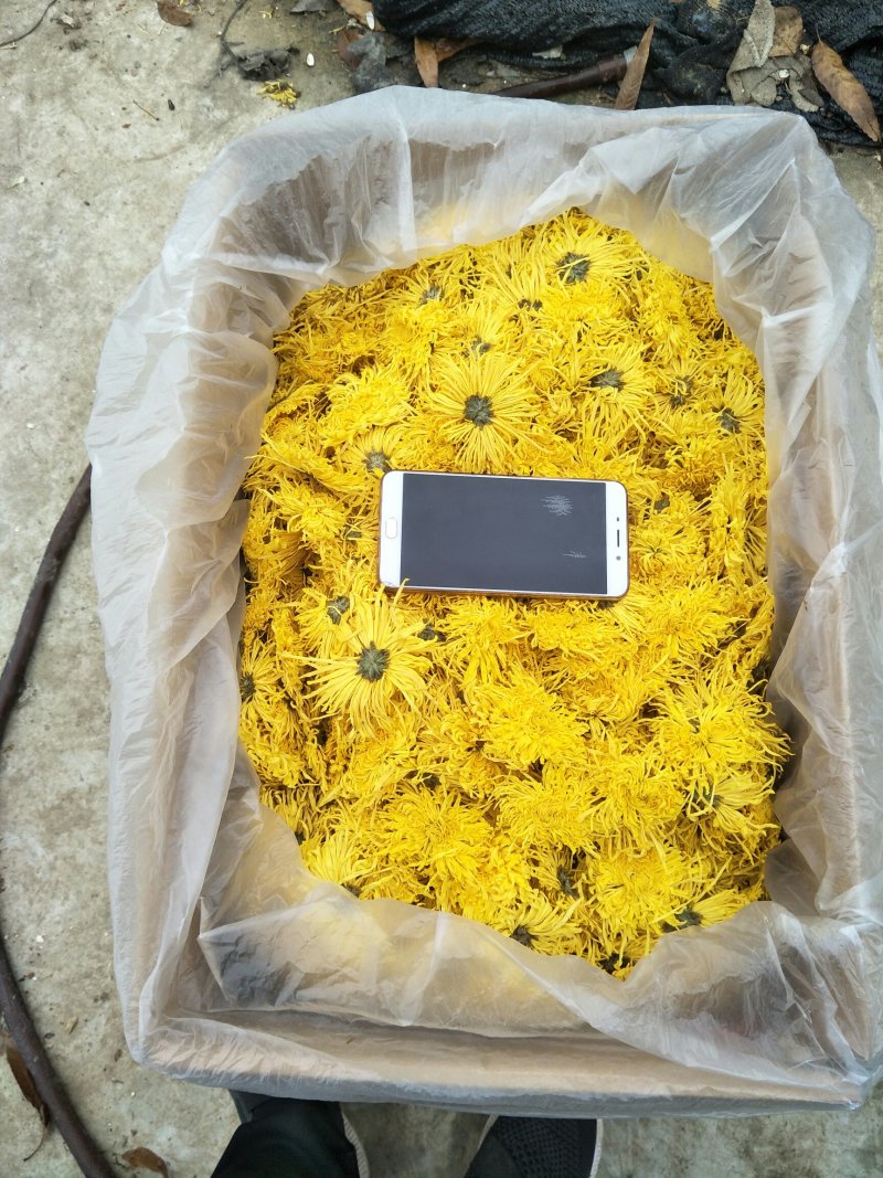 菊花茶