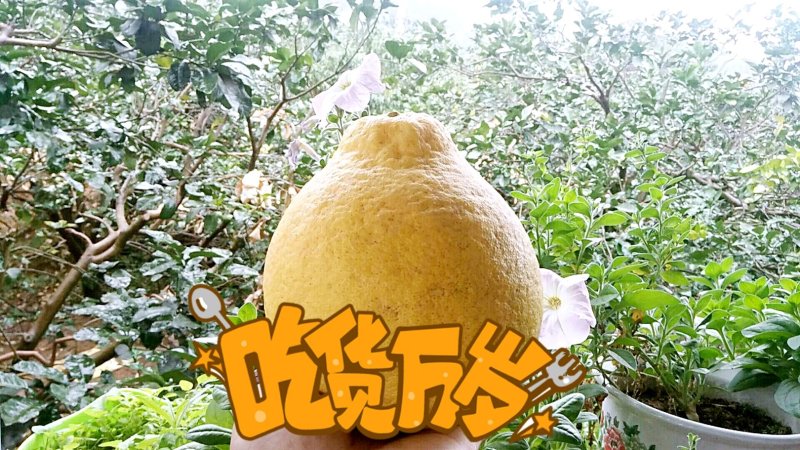 纯甜冰糖柚沙田柚50斤/袋梅县沙田柚一件代发甜度高