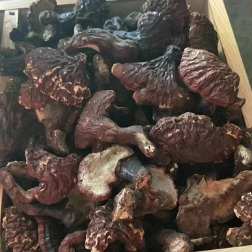 野生灵芝