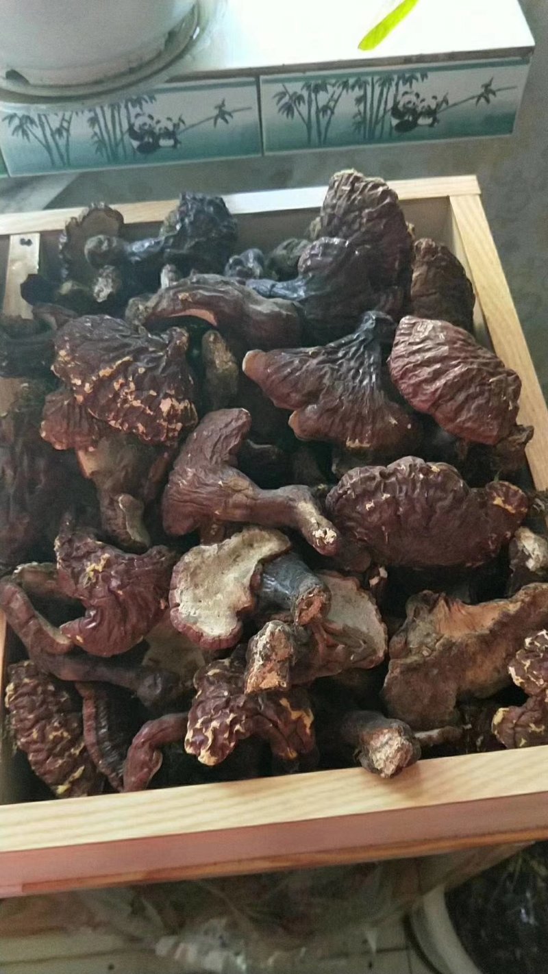 野生灵芝