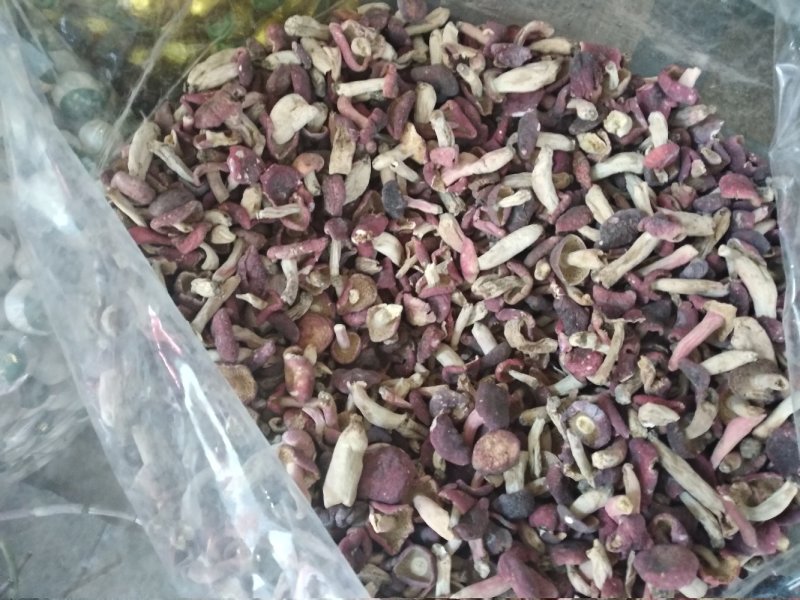 红菇野生小菇丁