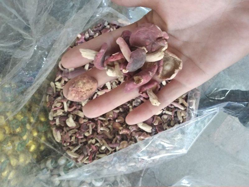 红菇野生小菇丁