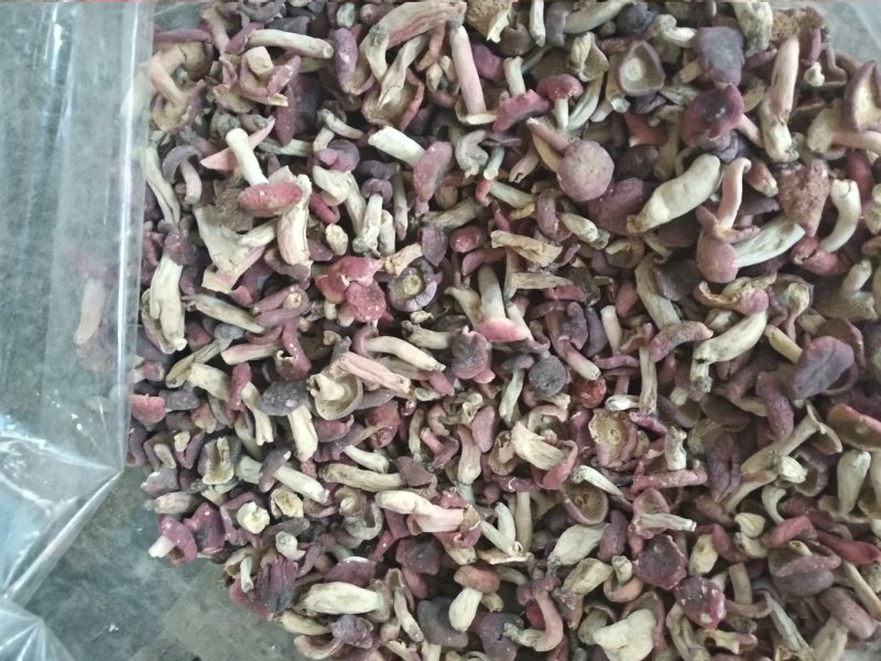 红菇野生小菇丁