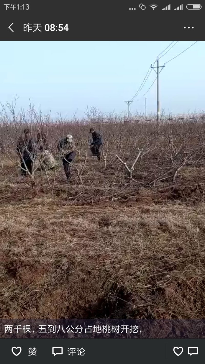 占地桃树大量，5-8公分，有要的联系！