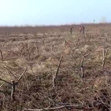 占地桃树大量，5-8公分，有要的联系！