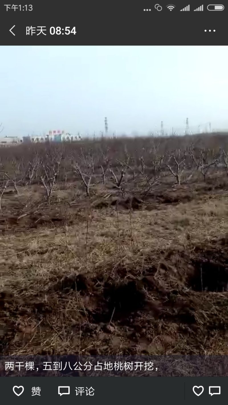 占地桃树大量，5-8公分，有要的联系！