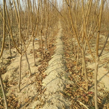 李子树，底径2公分左右。