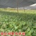 【真正无籽】黑老虎苗布福娜苗中国黑老虎合作社可分期付款