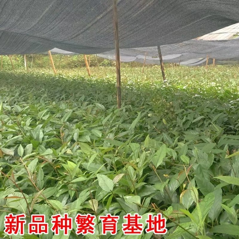 【真正无籽】黑老虎苗布福娜苗中国黑老虎合作社可分期付款