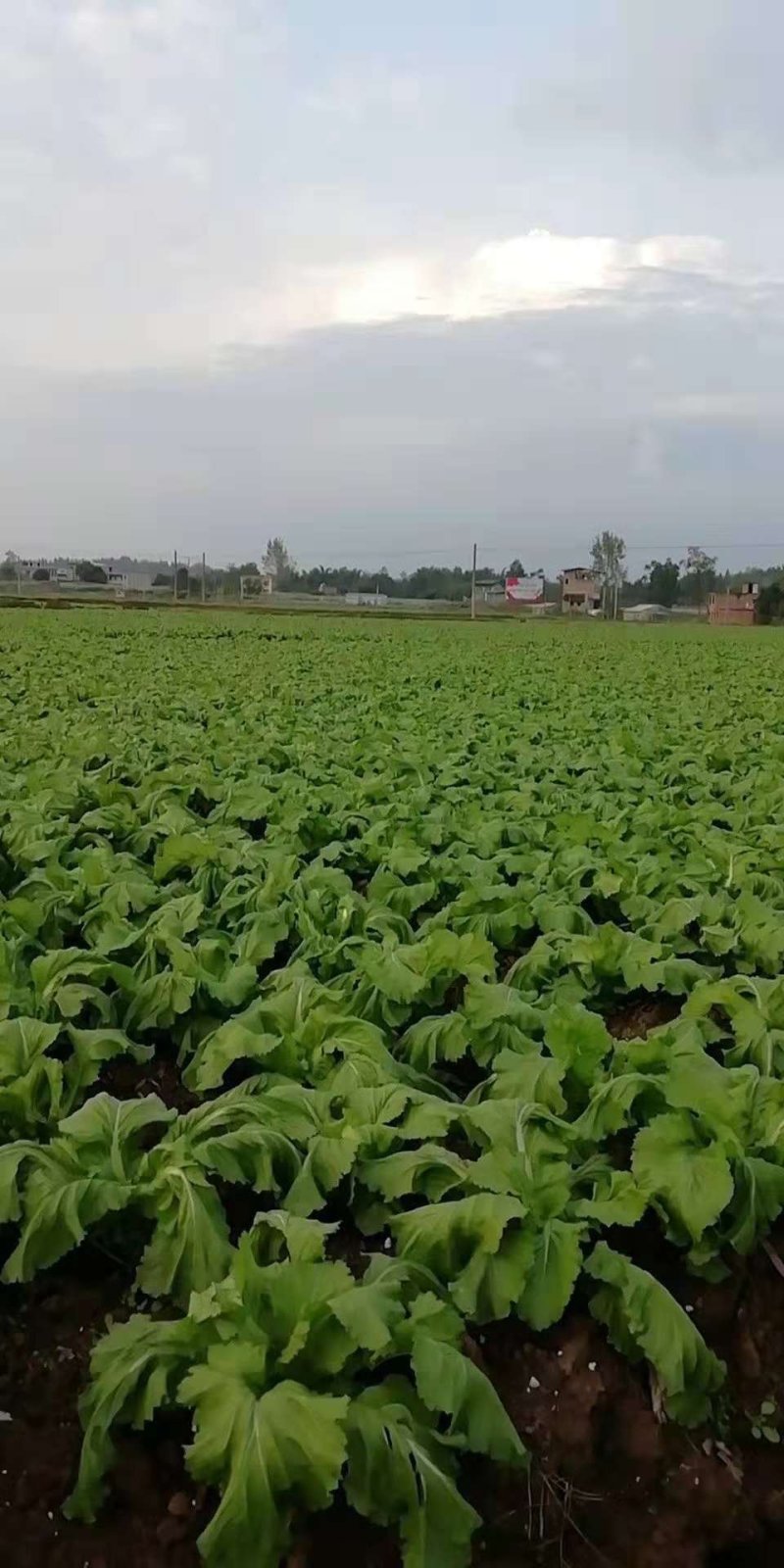 蔬菜