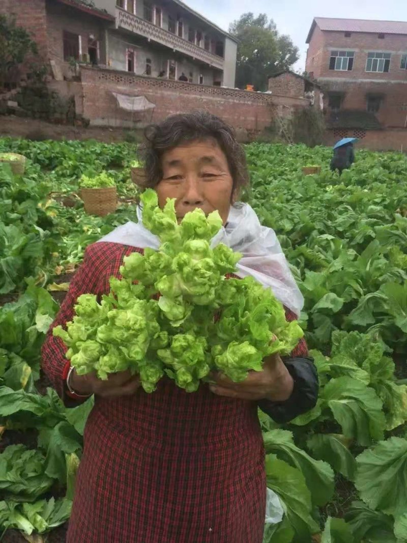 蔬菜