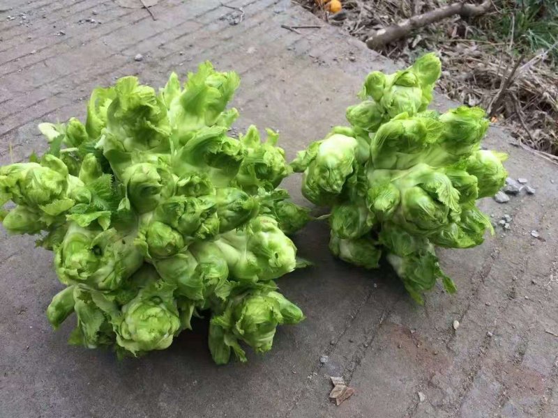 蔬菜