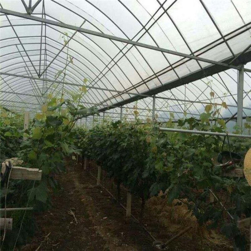 天津大棚管厂家，大棚骨架椭圆管骨架定尺定做