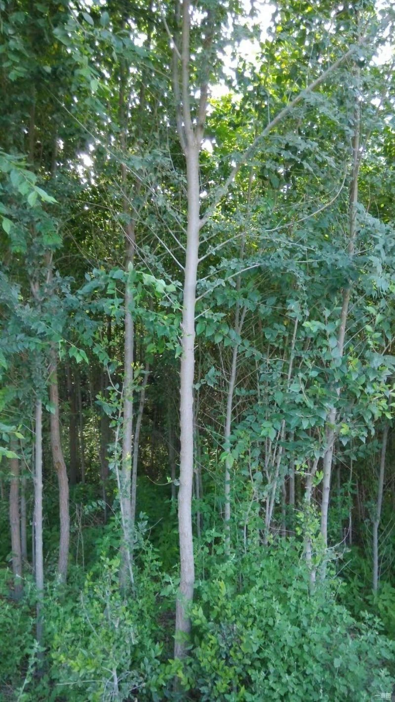 榆树