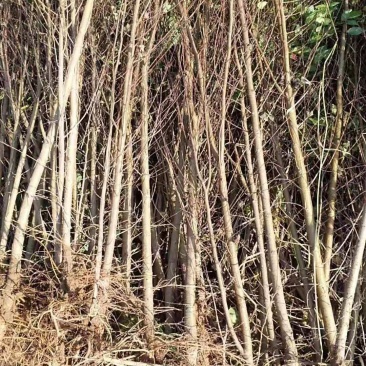 榆树