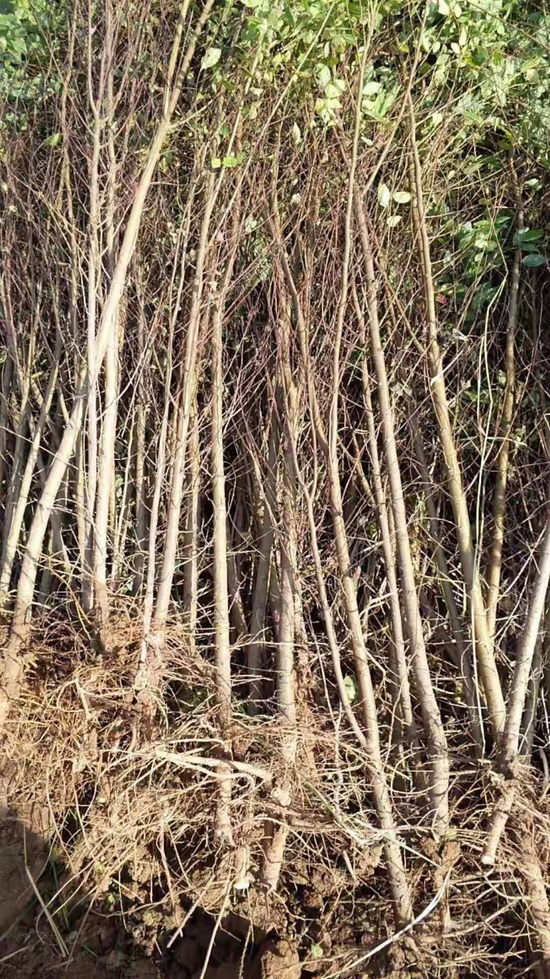 榆树