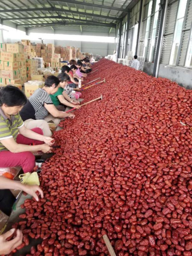 厂家供应新疆红枣若羌灰枣若羌红枣厂家批发大量现货