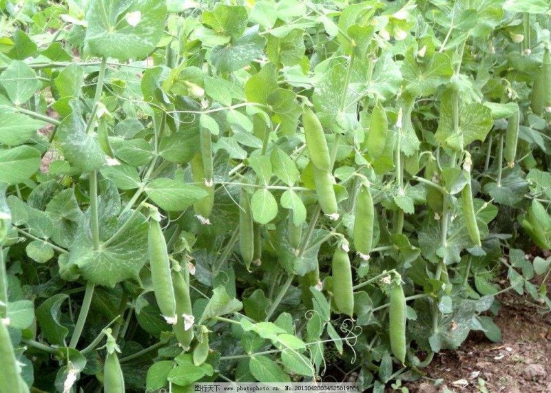 云南青豌豆甜豌豆长寿豌豆产地直供大量供应欢迎订购可提供