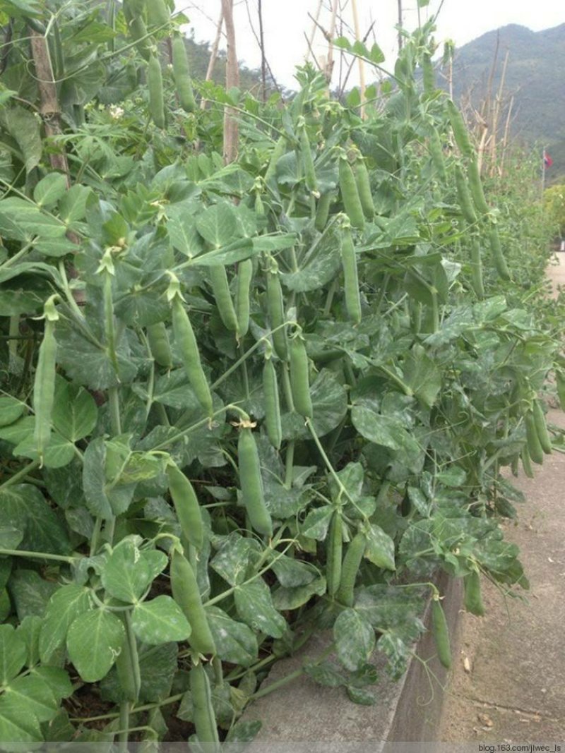 云南青豌豆甜豌豆长寿豌豆产地直供大量供应欢迎订购可提供