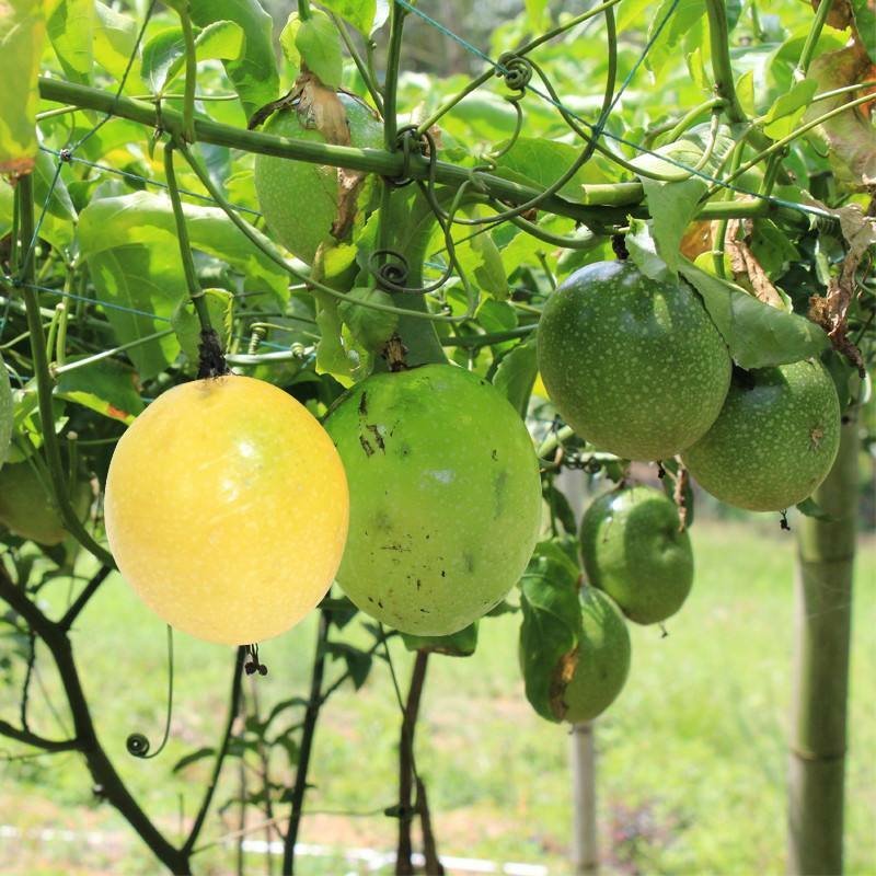 黄金百香果高海拔甜度高