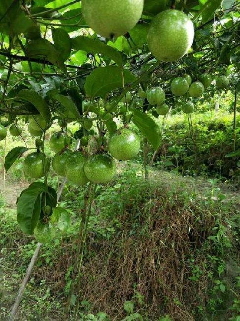 黄金百香果高海拔甜度高