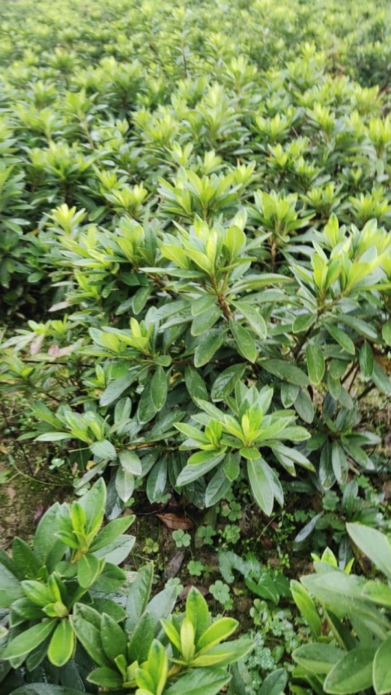 30到50冠杜鹃毛球杜鹃球杜鹃花苗毛娟四季常青开花