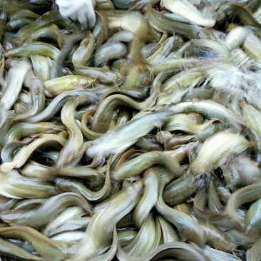 胡子鲶