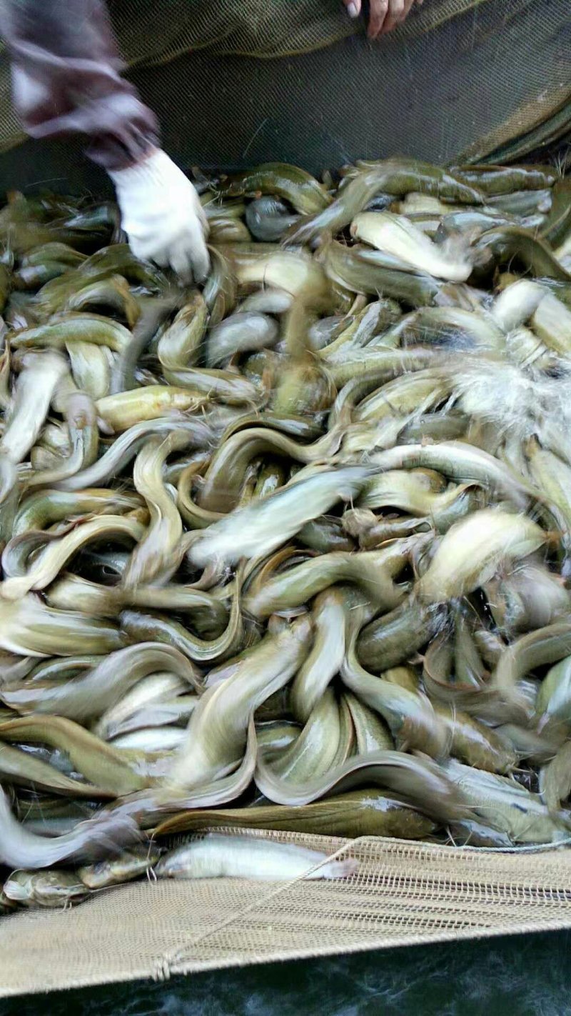 胡子鲶