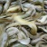 胡子鲶