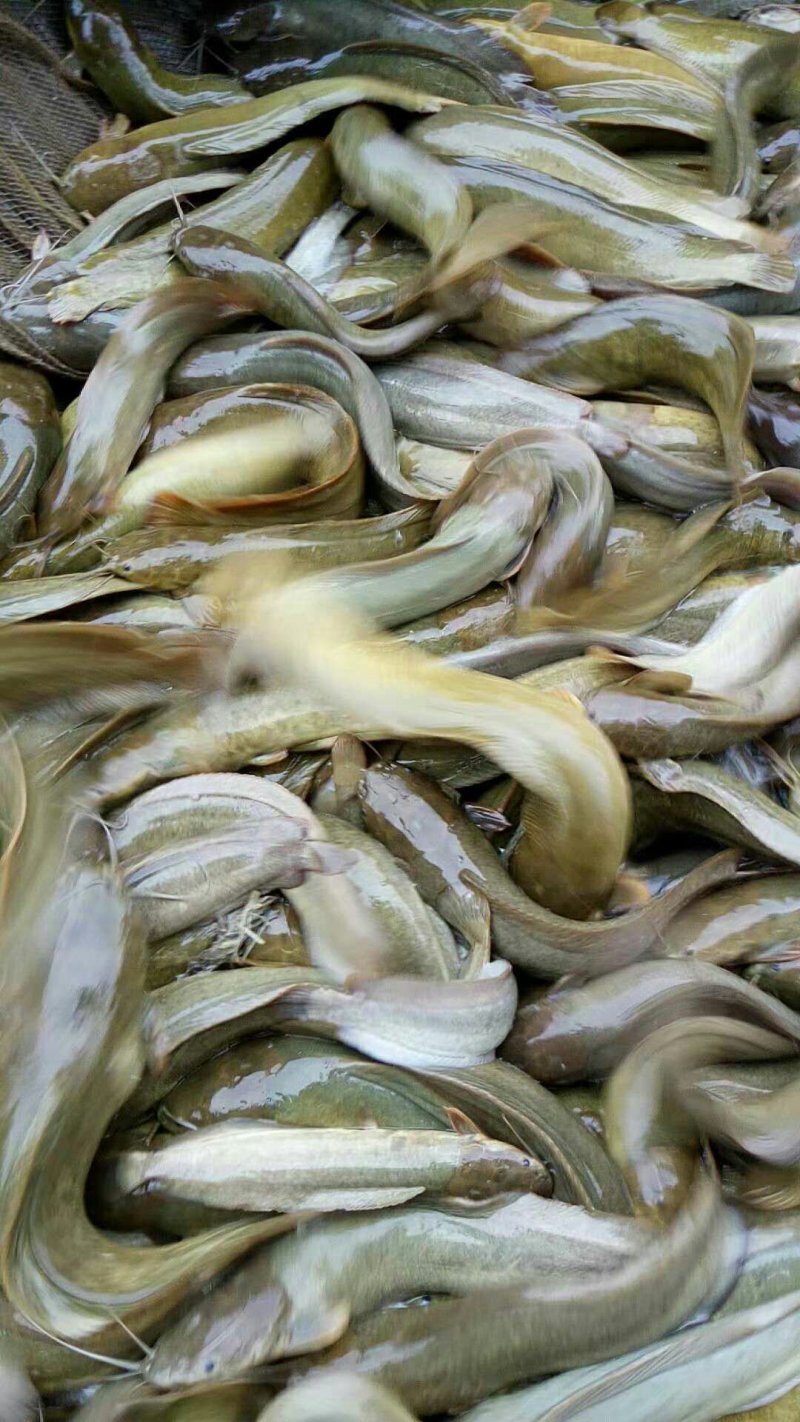 胡子鲶