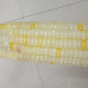 玉米