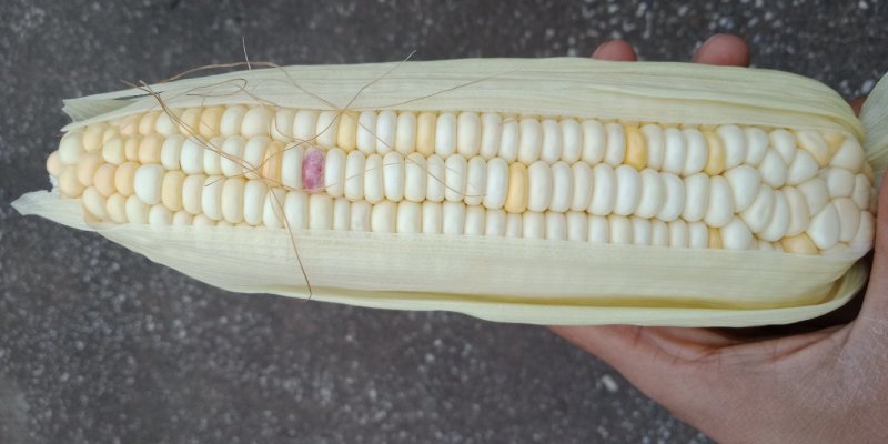 玉米