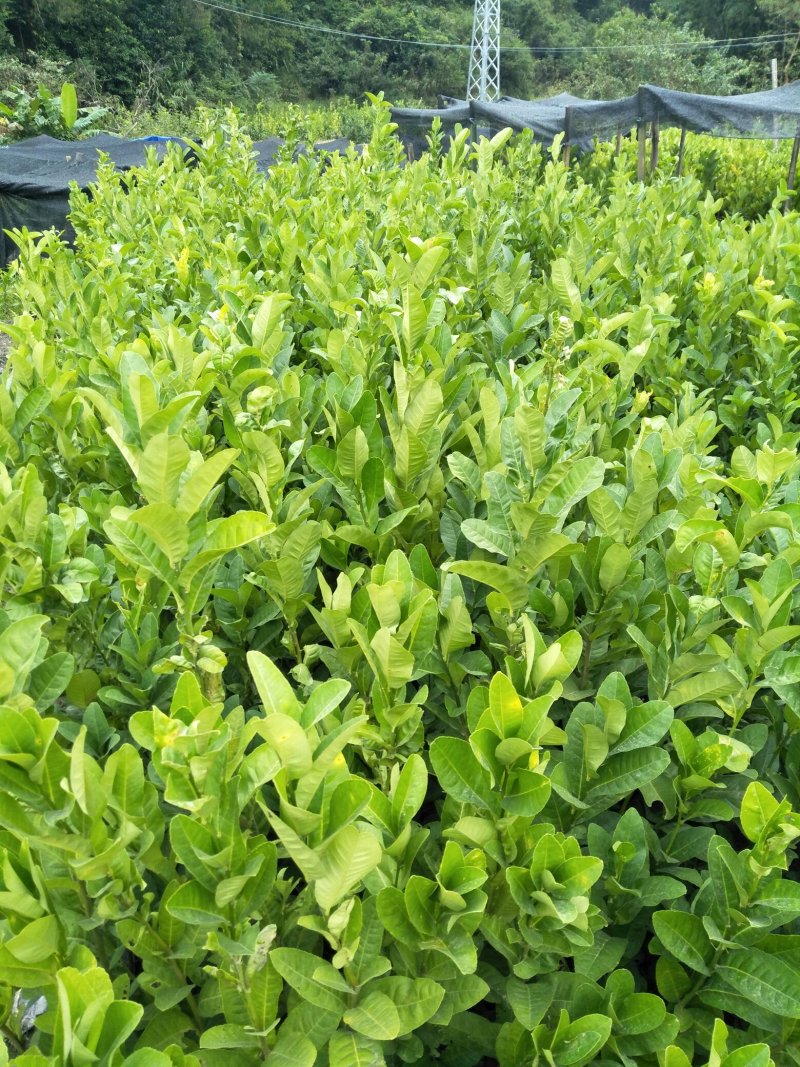 佛手种苗，包技术种植